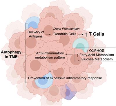 Tumor Microenvironment Autophagic Processes and Cachexia: The Missing Link?